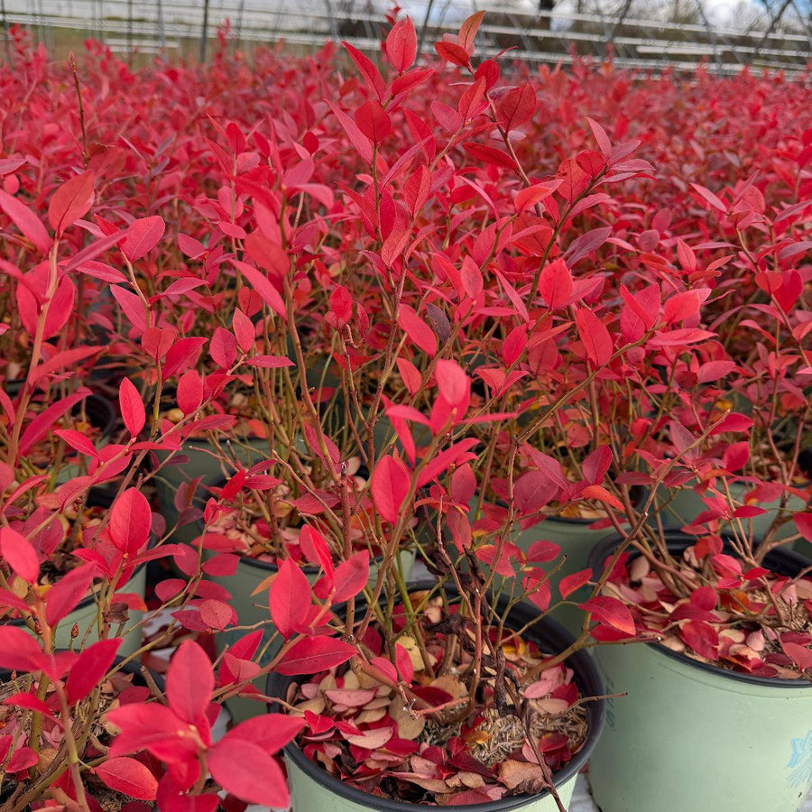 Northland Blueberry |Spotswood Greenery