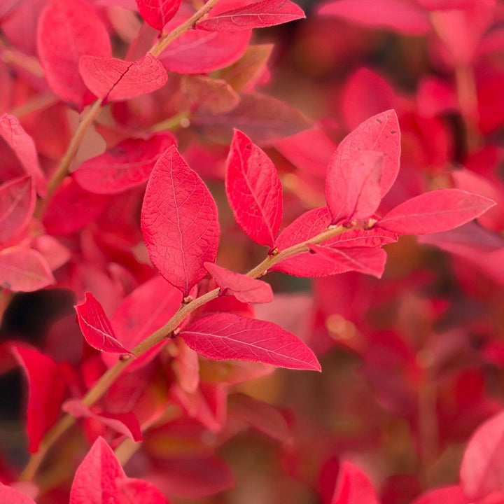 Northland Blueberry |Spotswood Greenery