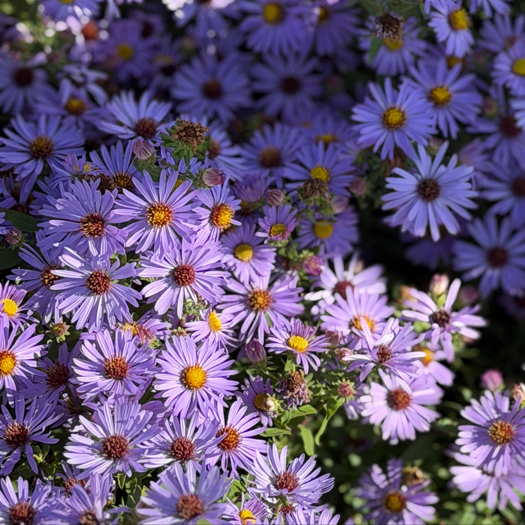 October Skies Aromatic Aster |Spotswood Greenery