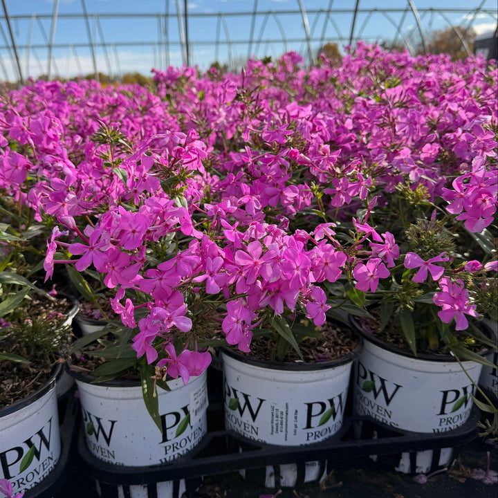 Opening Act® Ultrapink Hybrid Phlox |Spotswood Greenery