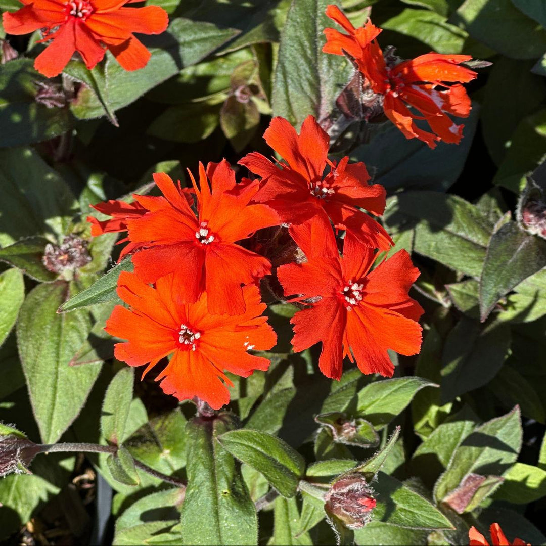Orange Gnome Arkwright's Campion |Spotswood Greenery