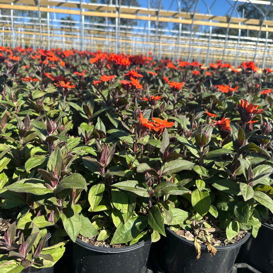 Orange Gnome Arkwright's Campion |Spotswood Greenery