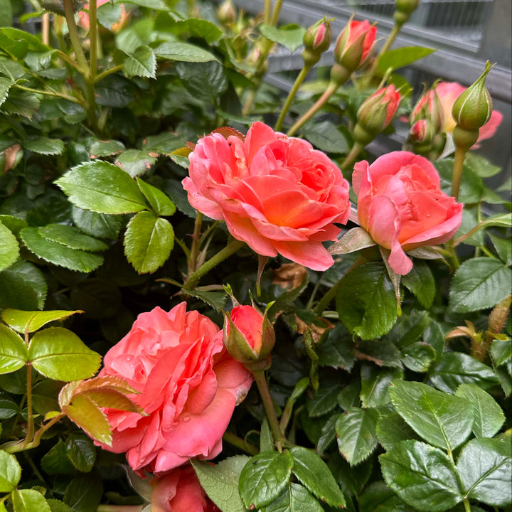 Orange Glow Knock Out® Rose |Spotswood Greenery