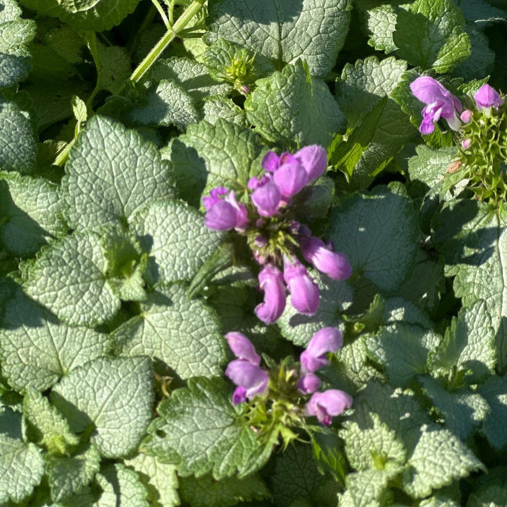 Orchid Frost Lamium |Spotswood Greenery