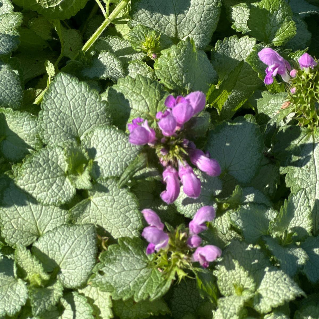 Orchid Frost Lamium |Spotswood Greenery