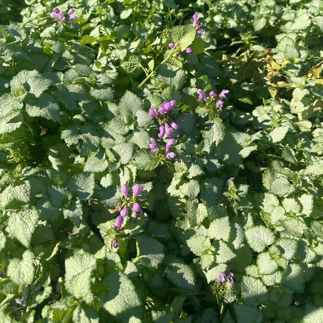 Orchid Frost Lamium |Spotswood Greenery