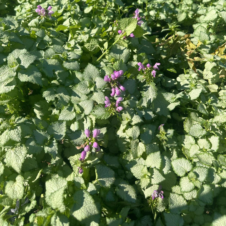 Orchid Frost Lamium |Spotswood Greenery