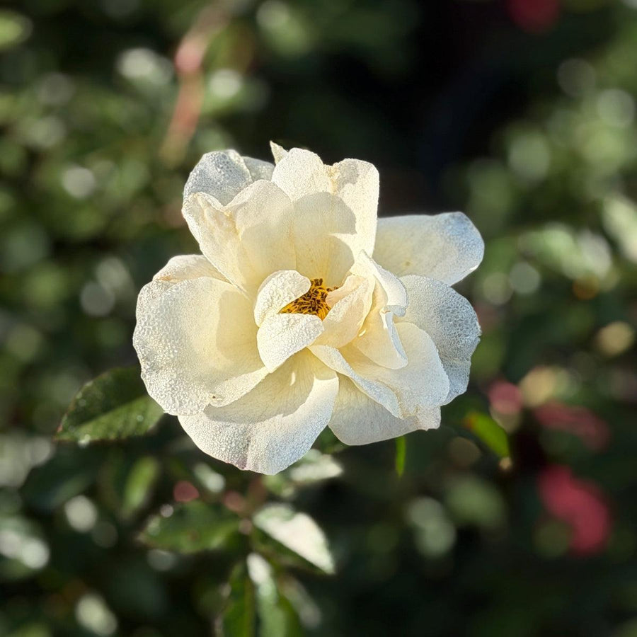 Oscar Peterson Easy Elegance® Rose |Spotswood Greenery