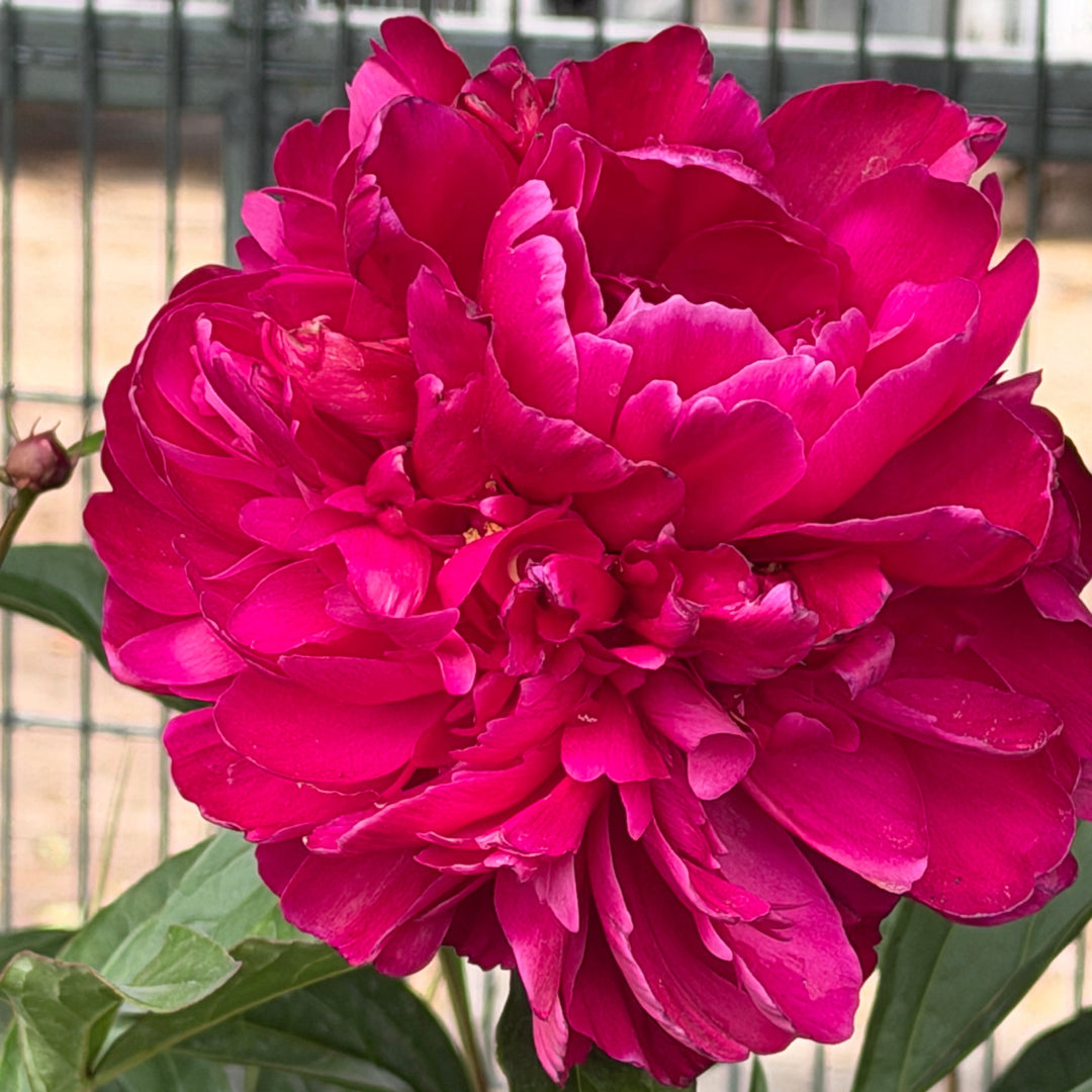 Karl Rosenfeld peony |Spotswood Greenery