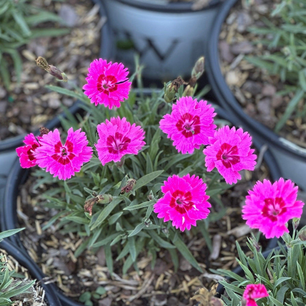 Paint the Town Fancy Pinks |Spotswood Greenery