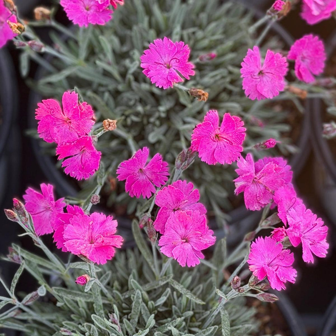 Paint the Town Fuchsia Pinks |Spotswood Greenery