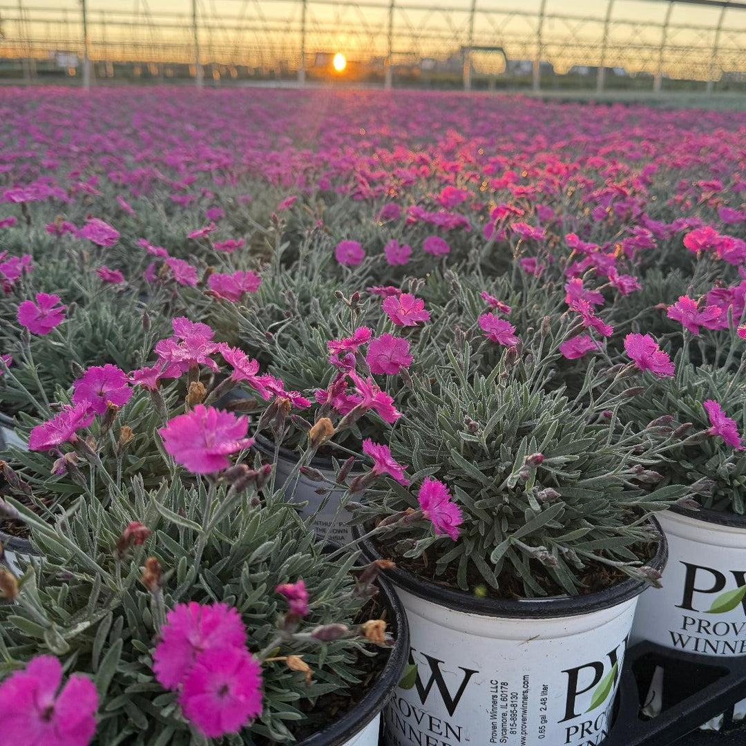 Paint the Town Fuchsia Pinks |Spotswood Greenery
