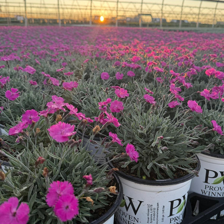 Paint the Town Fuchsia Pinks |Spotswood Greenery