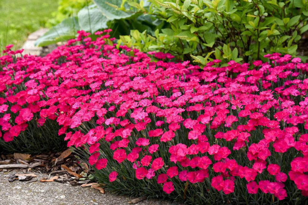 Paint the Town Magenta Pinks- | Proven Winners®