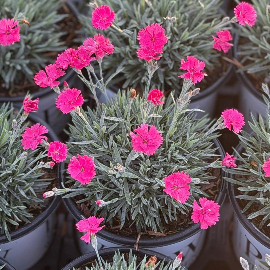 Paint the Town Magenta Pinks |Spotswood Greenery