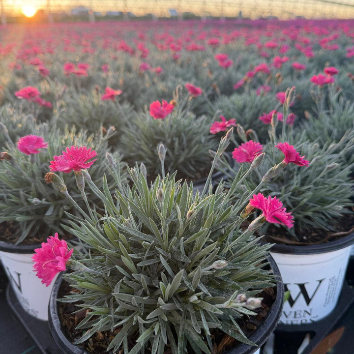 Paint the Town Magenta Pinks |Spotswood Greenery