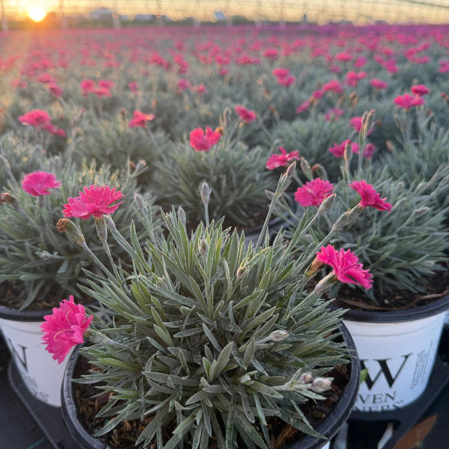 Paint the Town Magenta Pinks |Spotswood Greenery