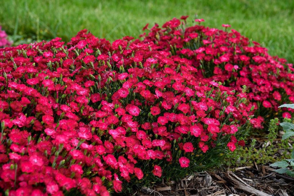 Paint the Town Red Pinks- | Proven Winners®