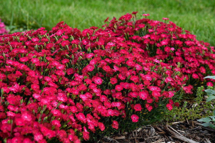 Paint the Town Red Pinks- | Proven Winners®