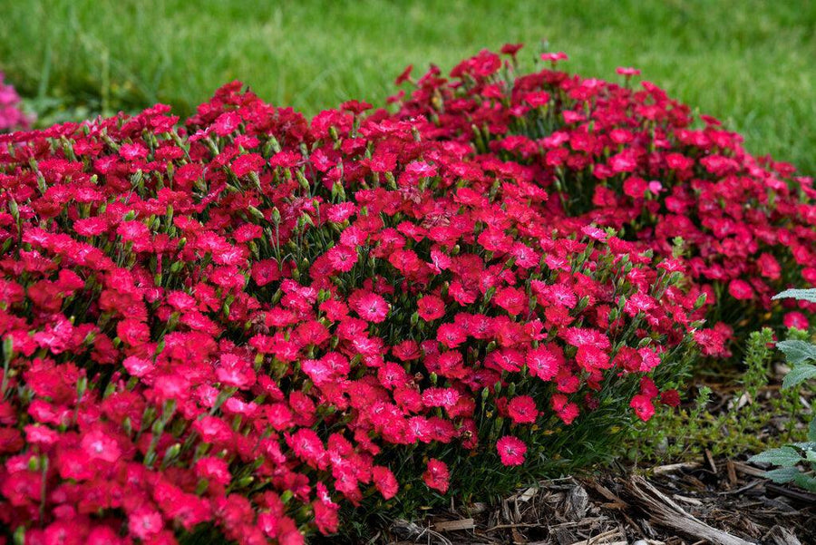 Paint the Town Red Pinks- | Proven Winners®