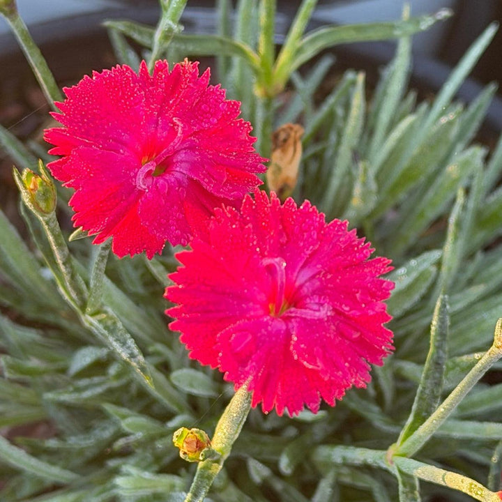 Paint the Town Red Pinks |Spotswood Greenery