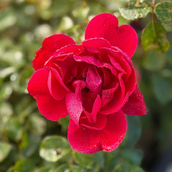Paint the Town Rose |Spotswood Greenery