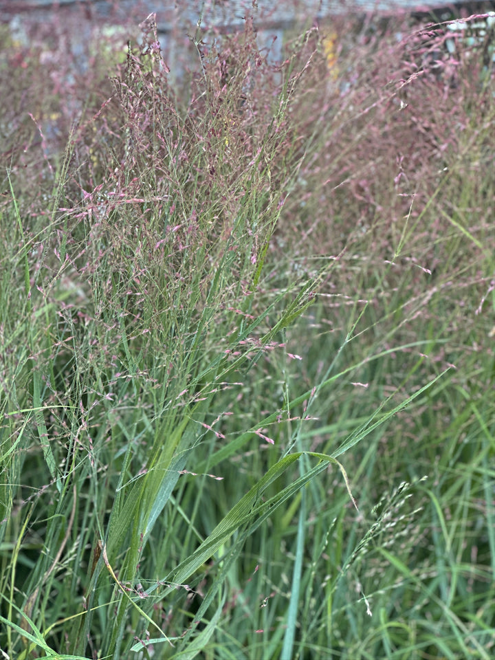 Shenandoah Switch Grass