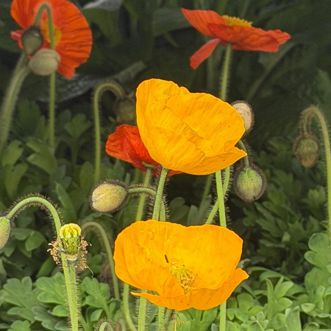 Garden Gnome Poppy |Spotswood Greenery