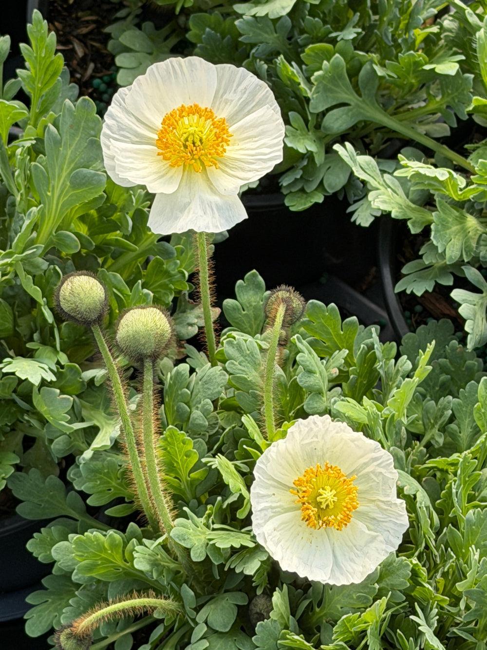 Garden Gnome Poppy |Spotswood Greenery