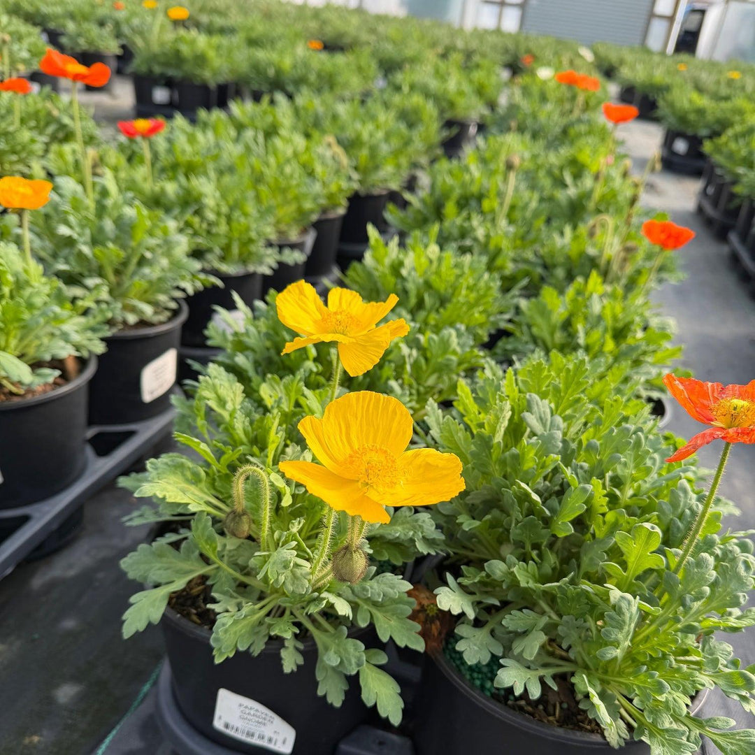 Garden Gnow Poppy |Spotswood Greenery