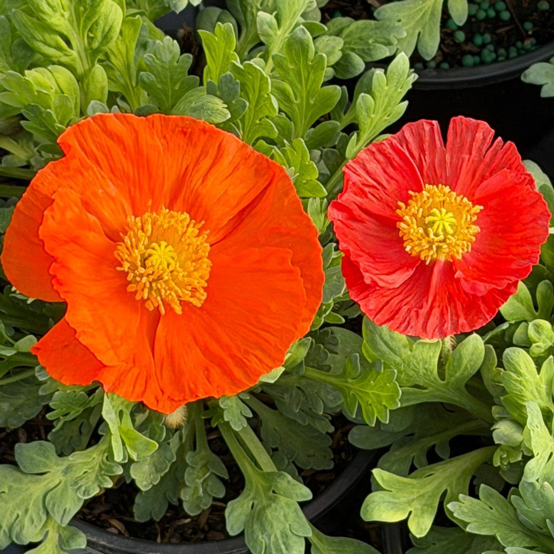Garden Gnome Poppy |Spotswood Greenery