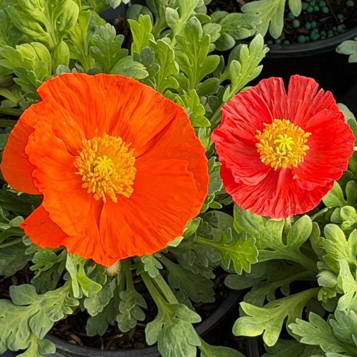 Garden Gnome Poppy |Spotswood Greenery