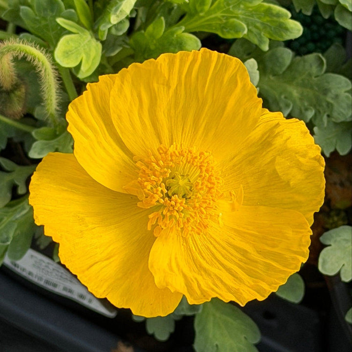 Garden Gnome Poppy |Spotswood Greenery