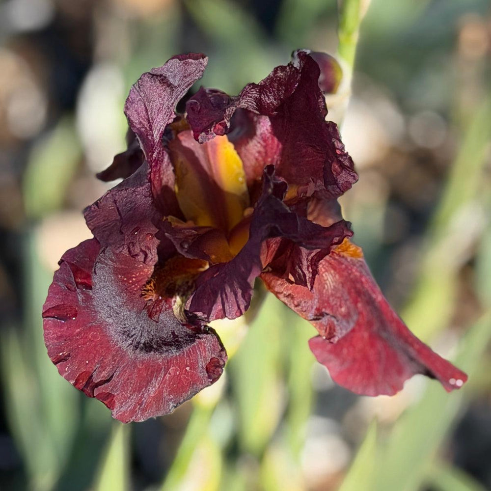Paprika Fono Bearded Iris |Spotswood Greenery