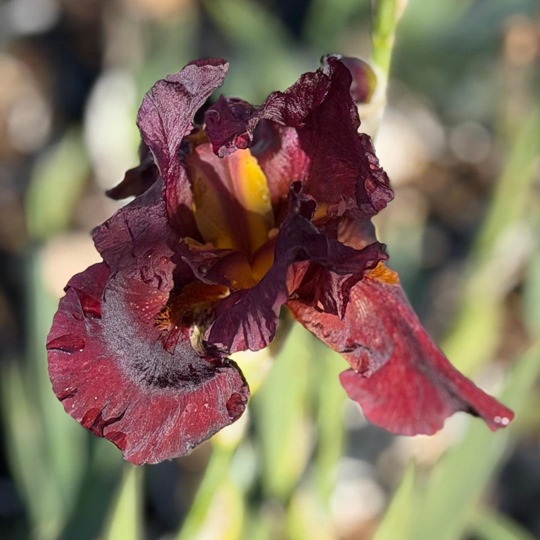 Paprika Fono Bearded Iris |Spotswood Greenery