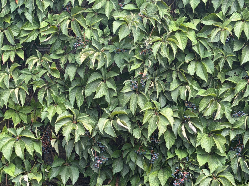 Virginia creeper |Spotswood Greenery
