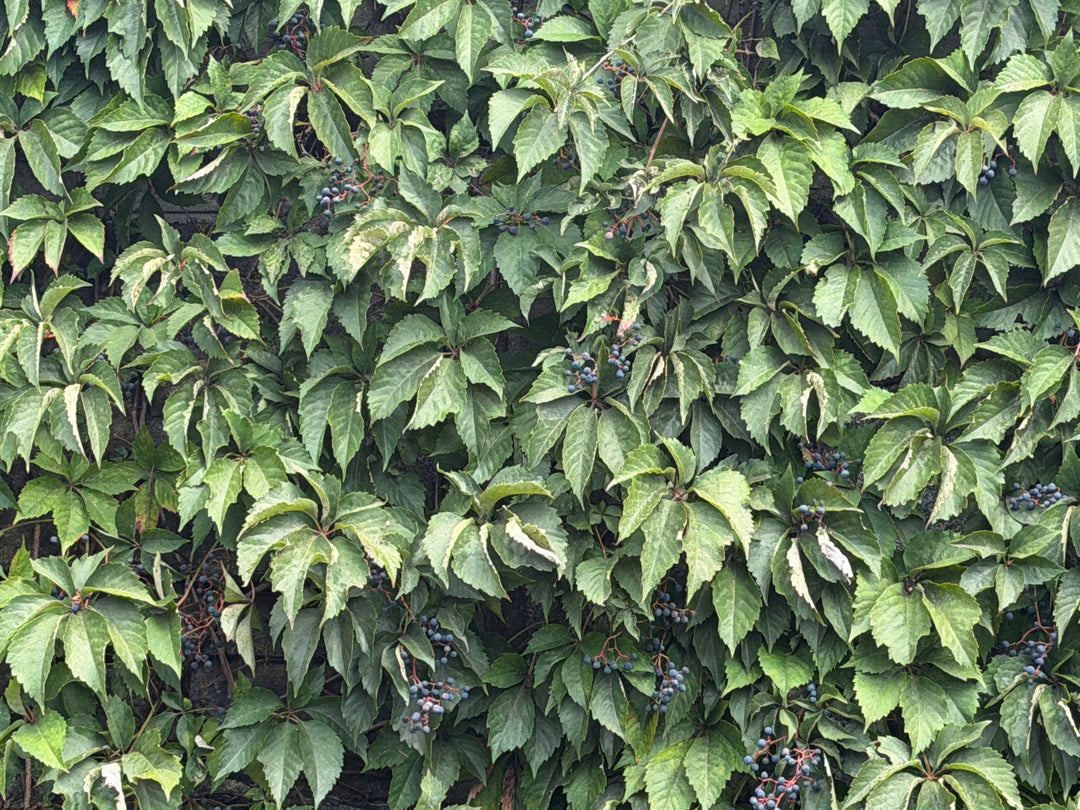 Virginia creeper |Spotswood Greenery