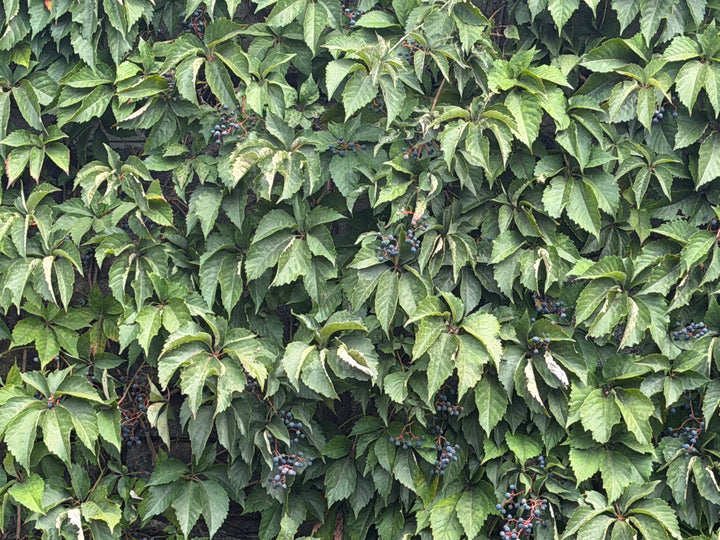 Virginia creeper |Spotswood Greenery
