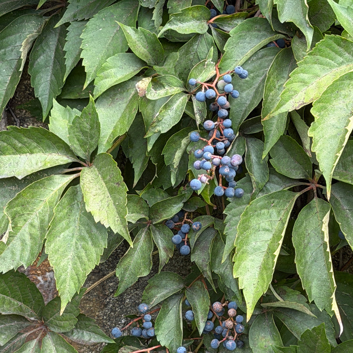 Virginia creeper |Spotswood Greenery
