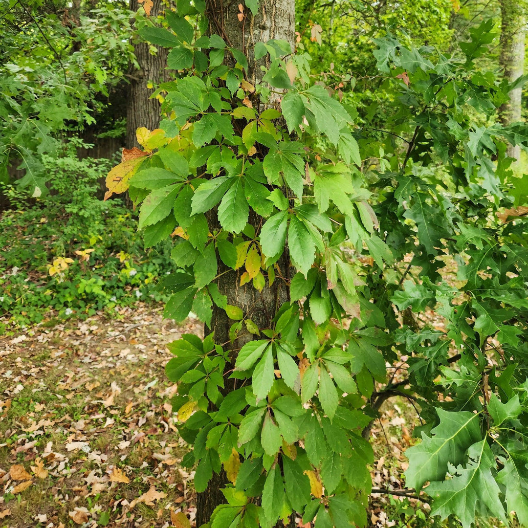Virginia Creeper