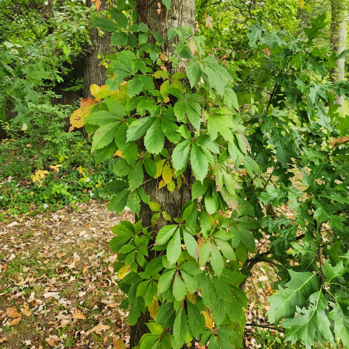 Virginia Creeper