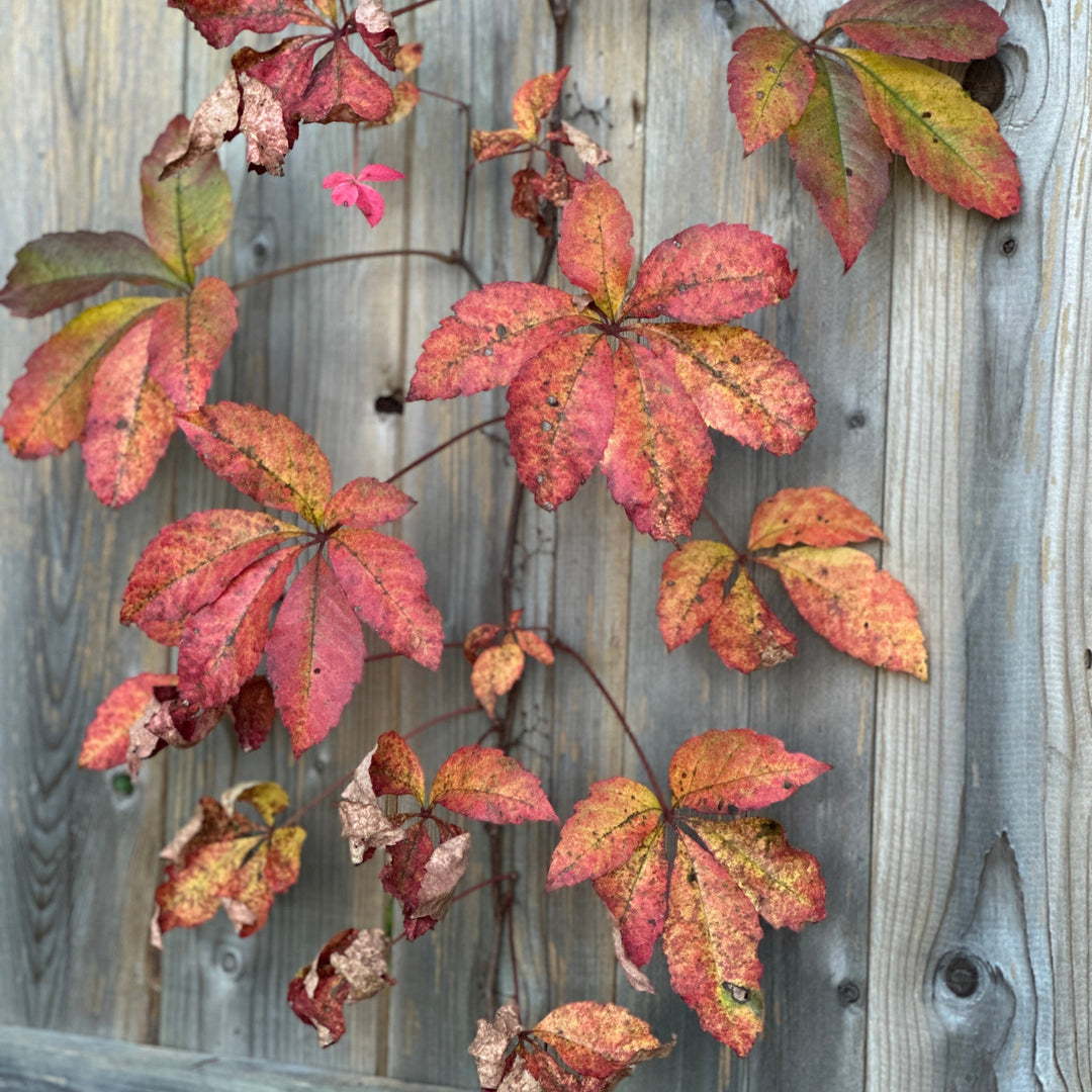 Virginia Creeper