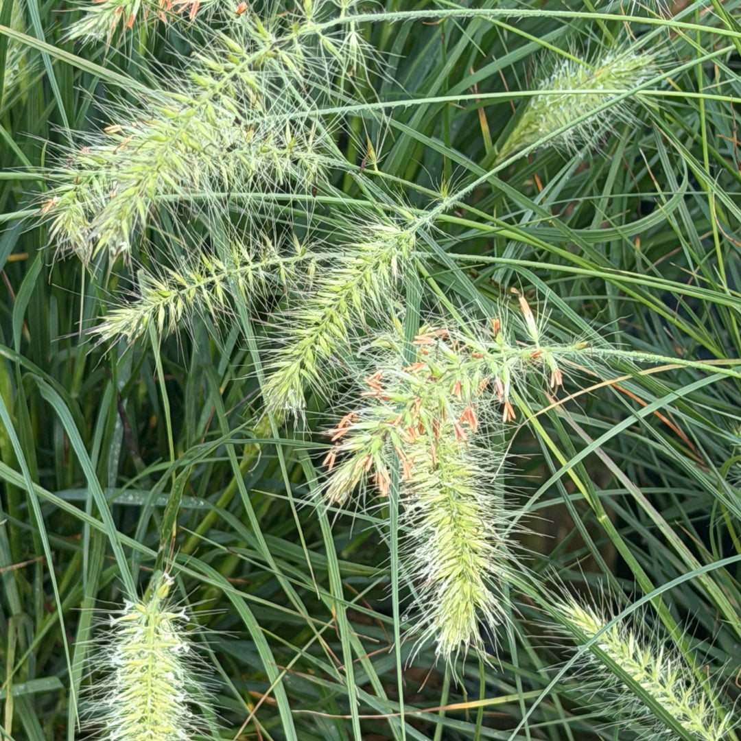 Dwarf Fountain grass in bloom |Spotswood Greenery