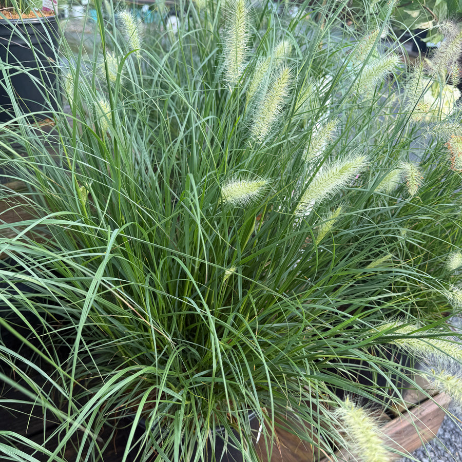 Dwarf Fountain grass in bloom |Spotswood Greenery