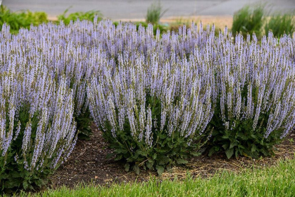Perfect Profusion Salvia- | Proven Winners®