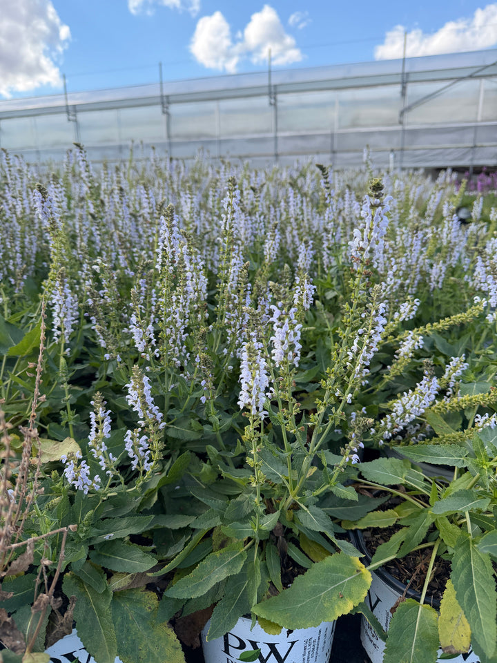 Perfect Profusion Salvia |Spotswood Greenery