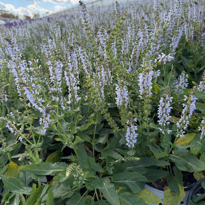 Perfect Profusion Salvia |Spotswood Greenery