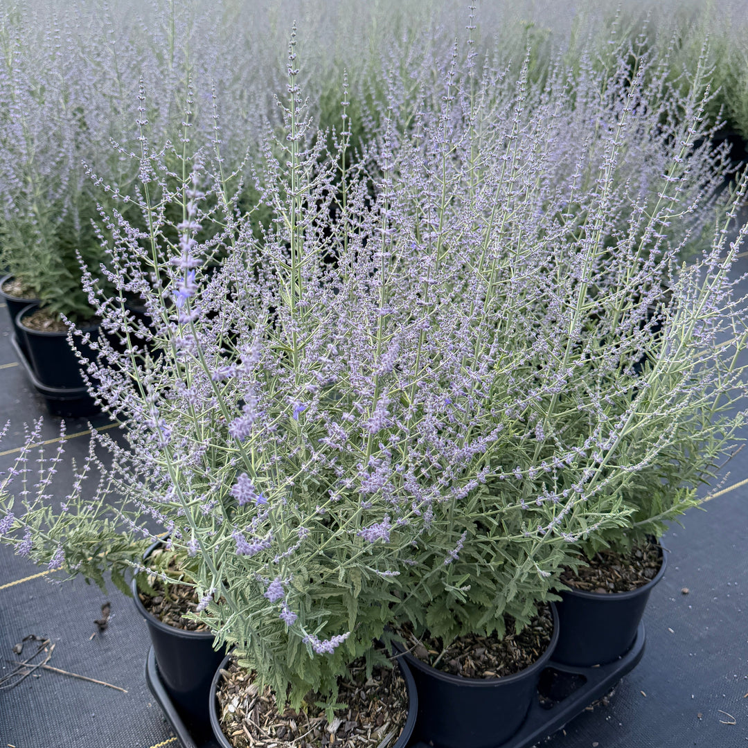 Jelena Russian Sage |Spotswood Greenery