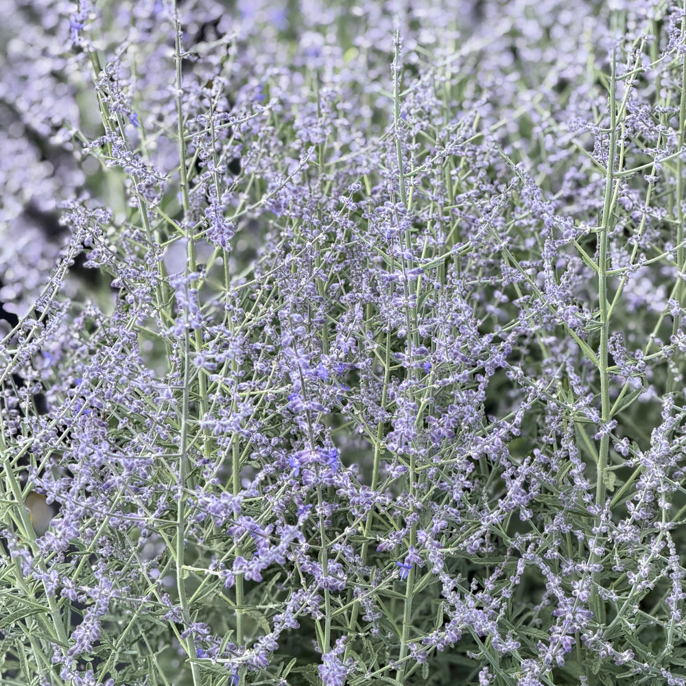 Jelena Russian Sage |Spotswood Greenery