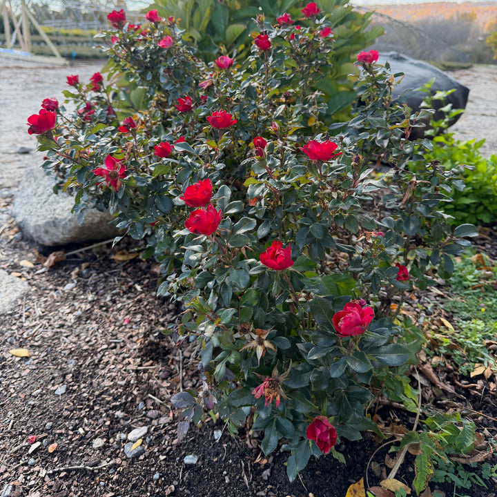 Petite Knock Out® Minature Rose
